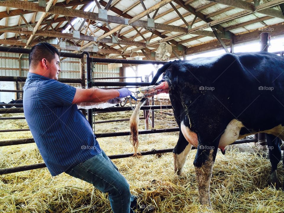 Cow birth . Cow could not push the calf out on her own, and needed assistance. Born healthy!
