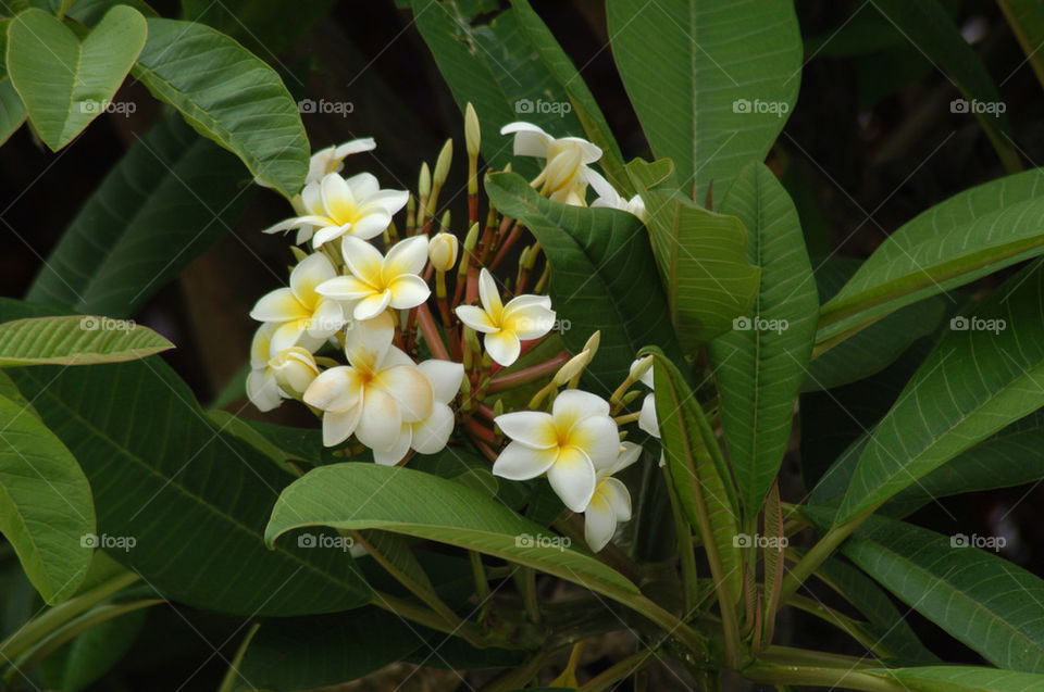 flowers white tenerife spanish by stevephot