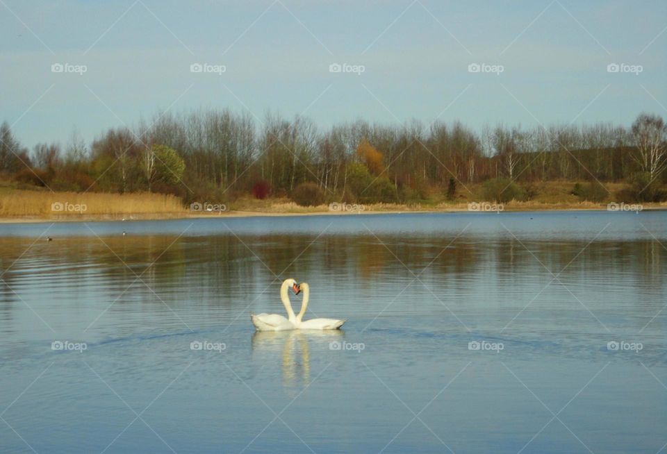 swans on a lake