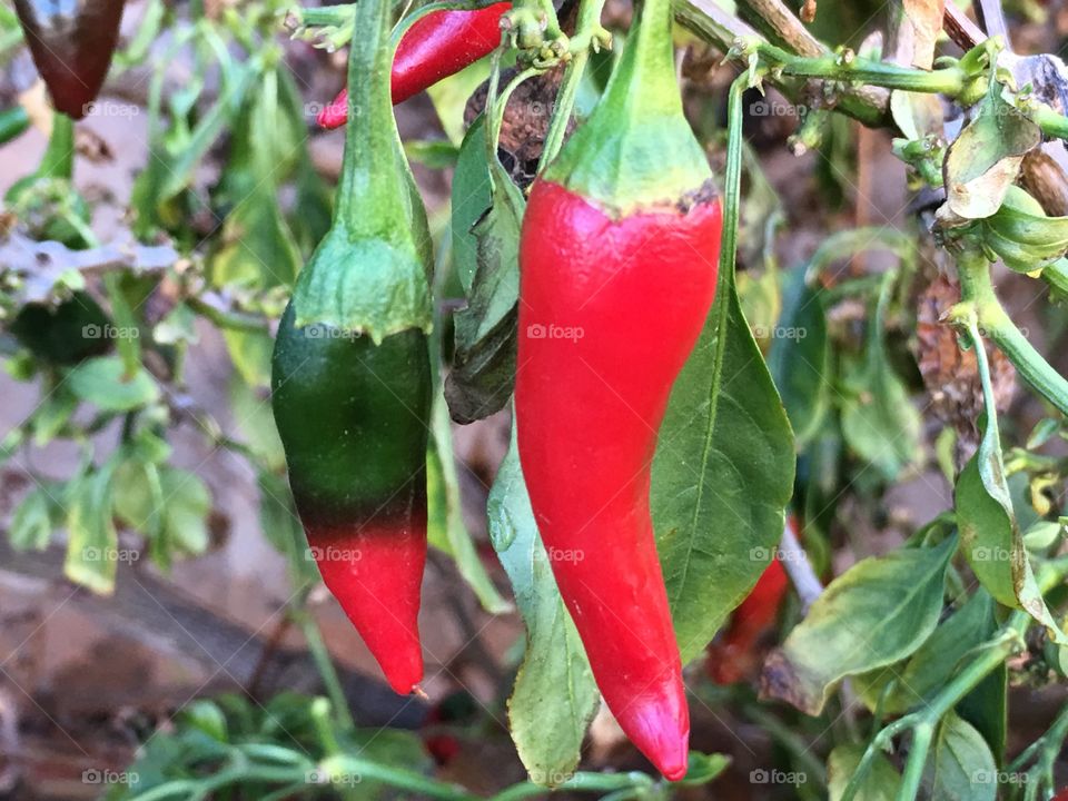 Half green, half red chile pepper on the plant; 