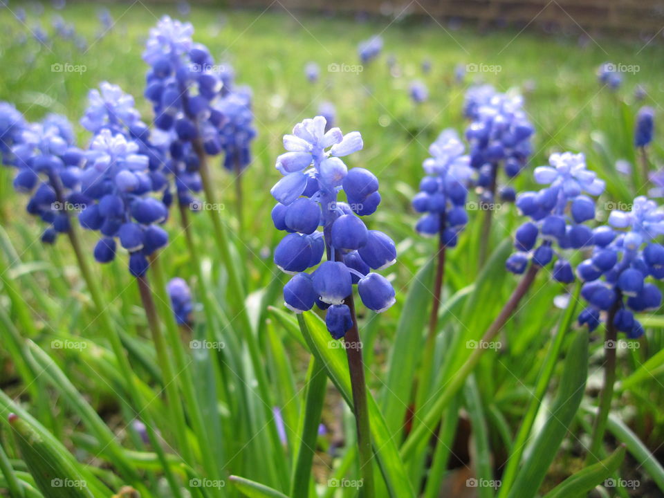 Nature, Hyacinth, Flora, Flower, Summer