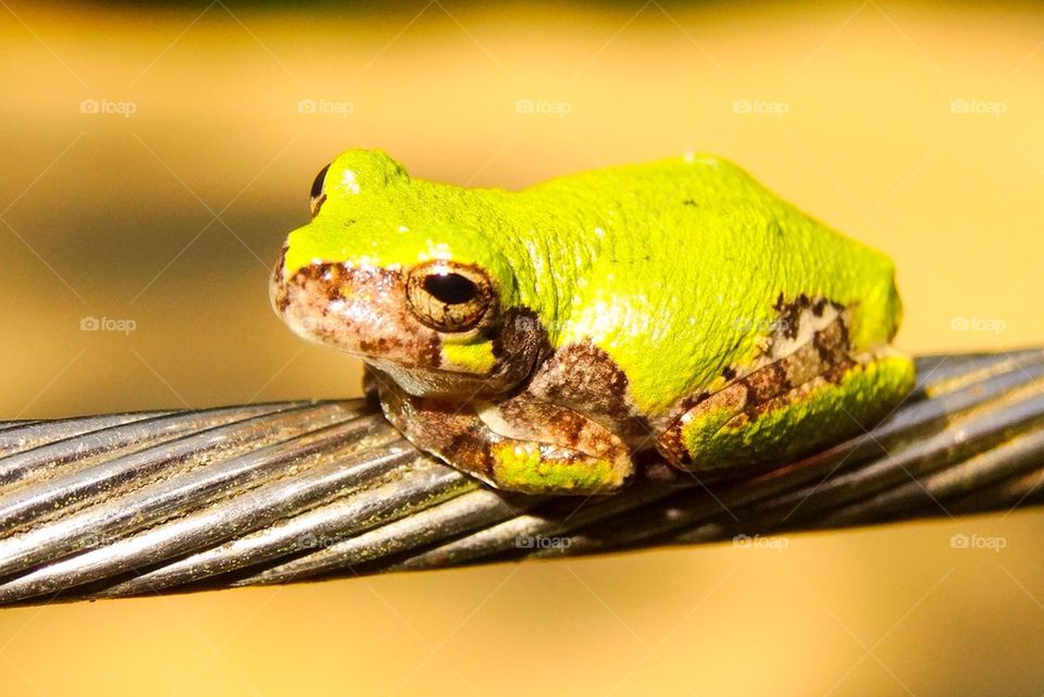 Bright Green Baby Frog