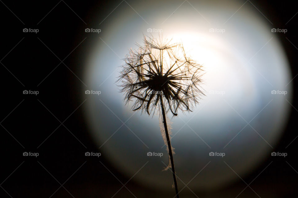 Silhouette of dandelion flower closeup against white round light