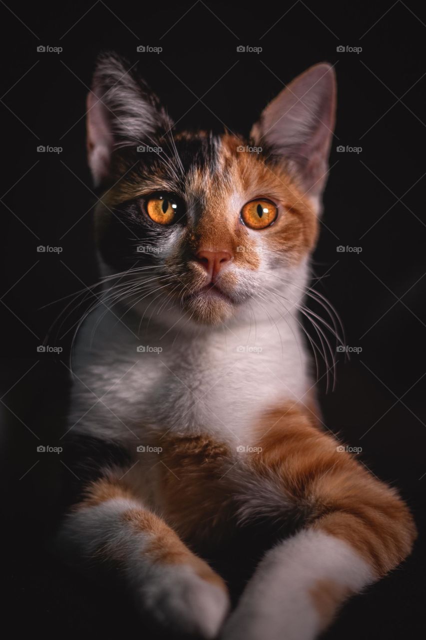 A calico cat is a domestic cat of any breed with a tri-color coat