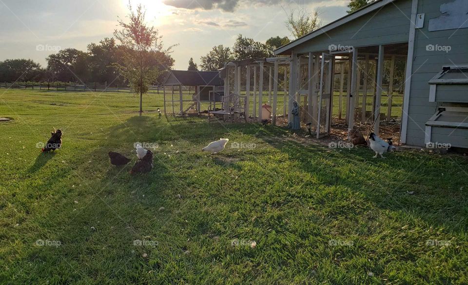 A summer sunset through the trees at the farm after feeding the chickens.