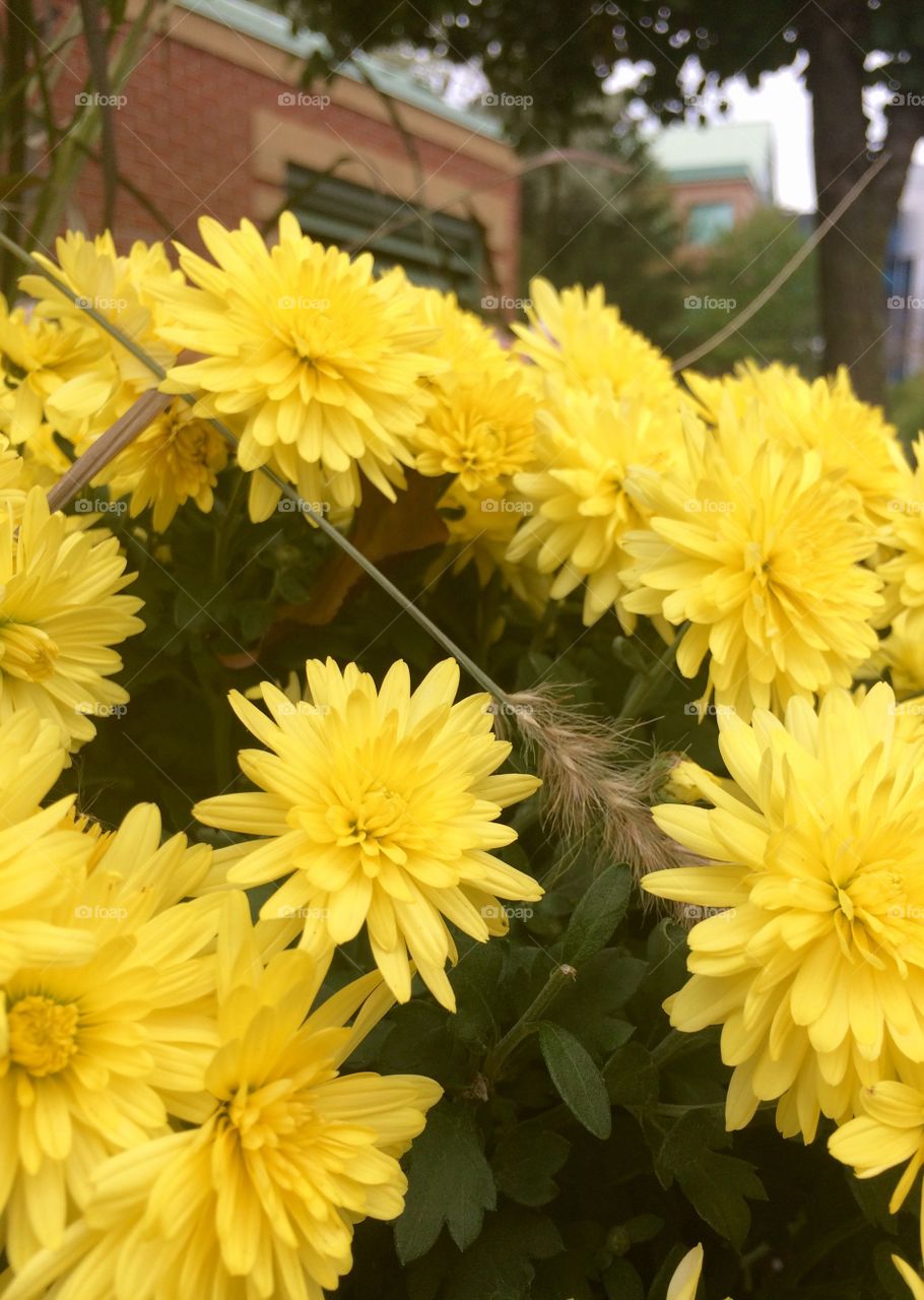 Yellow flowers 