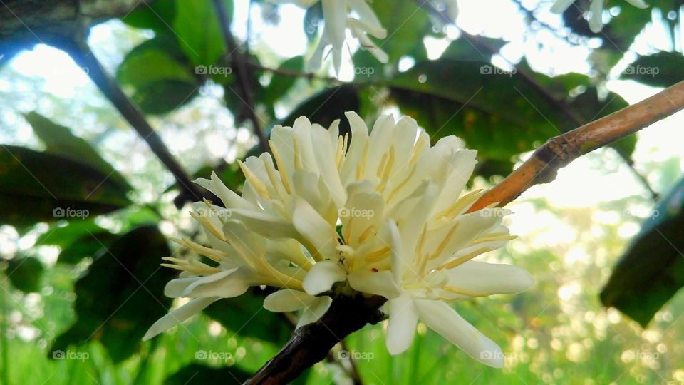 coffee's flower blooming and the fragrance is very strong inviting many bees