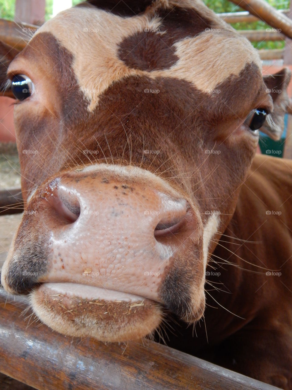 Extreme close-up of cow