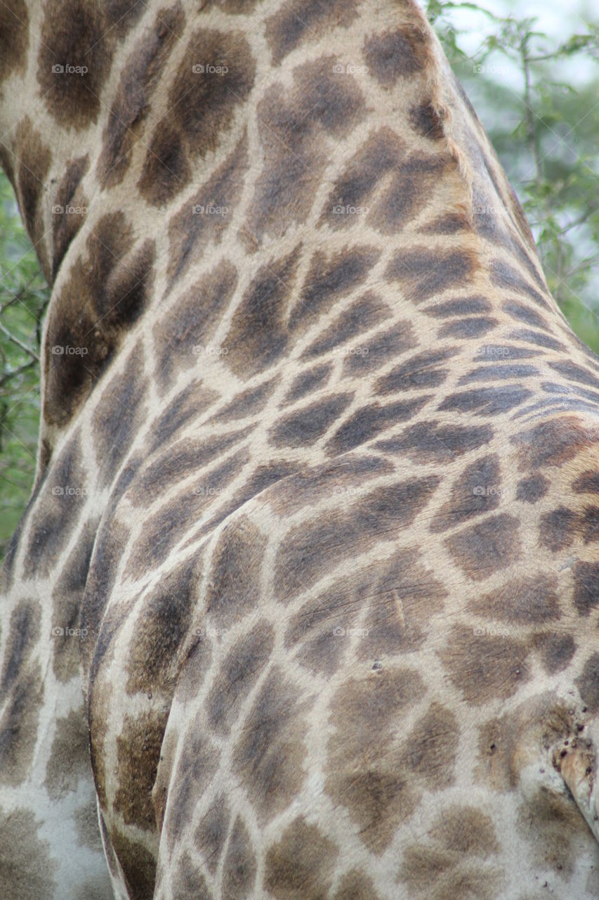 Giraffe in Kruger park 