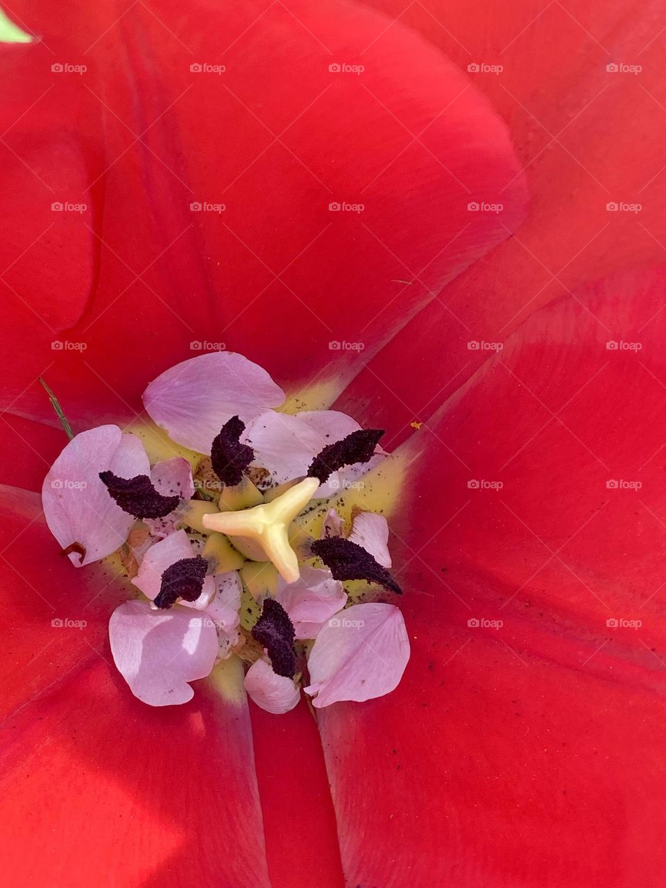 Close up of a bright red tulip filled with blossom petals