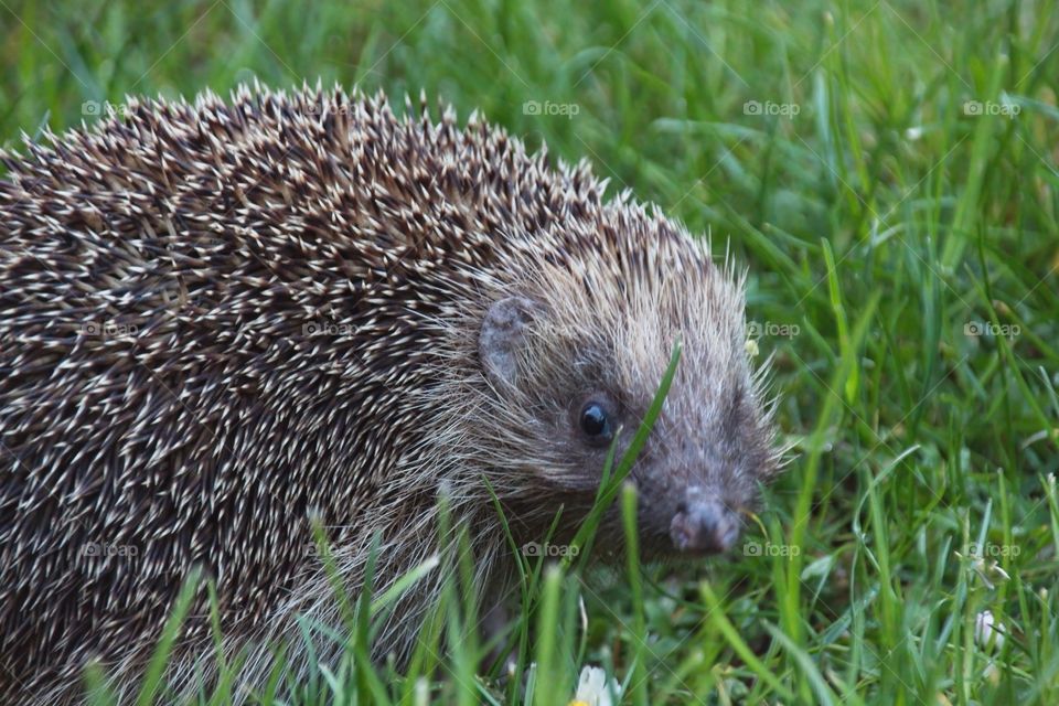 hedgehog in the grass