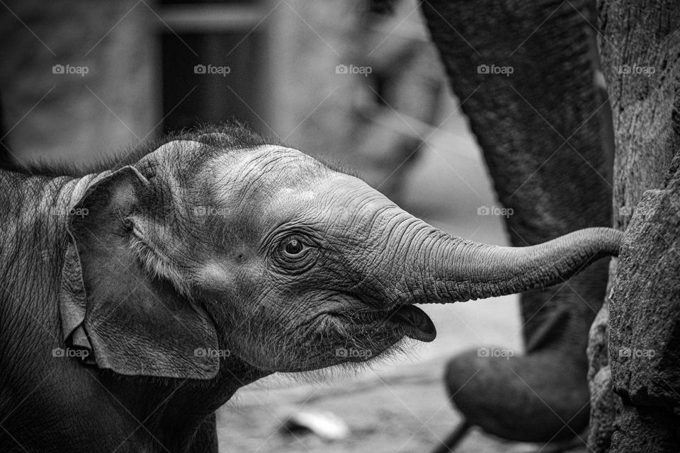 little elephant