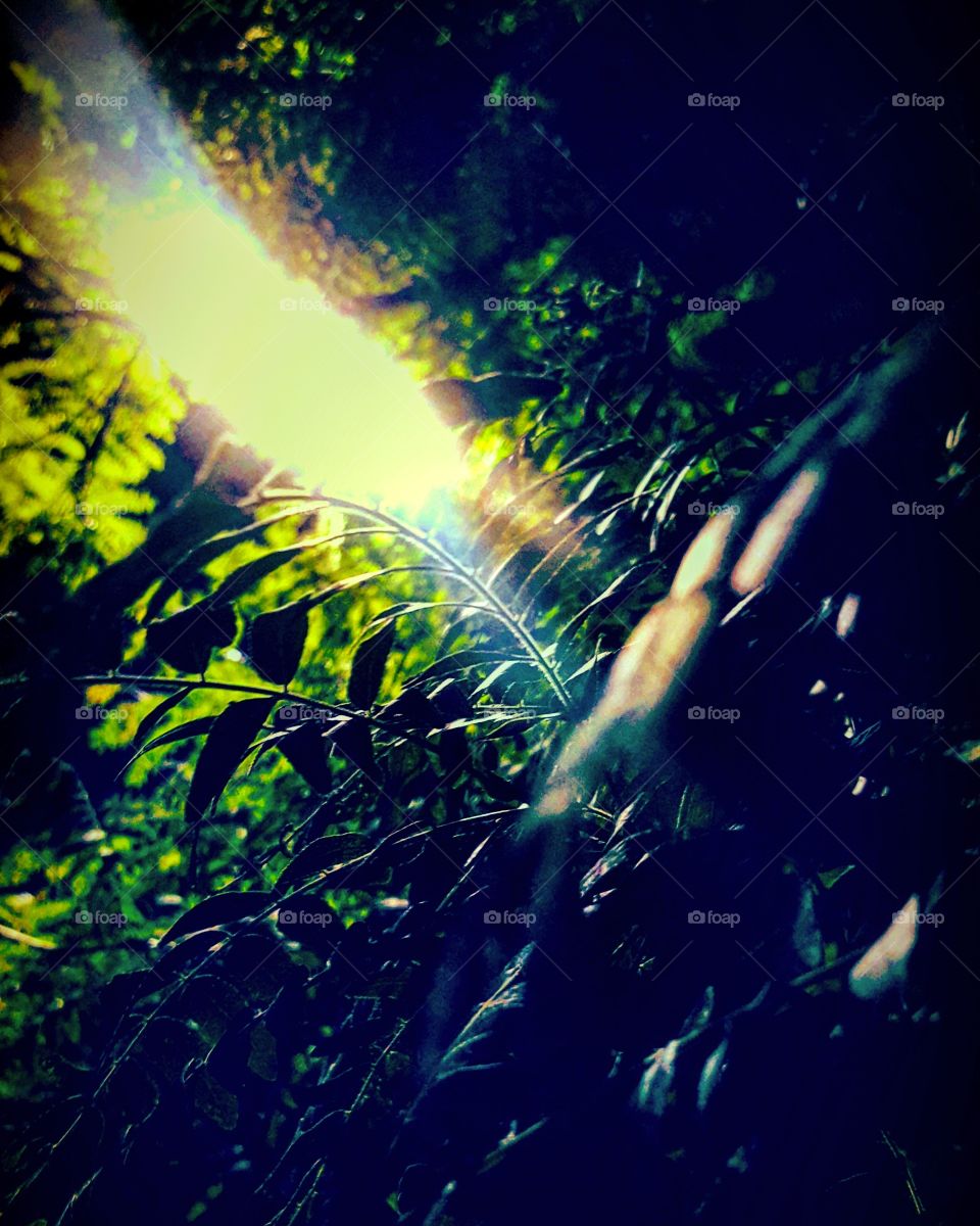 streetlights in trees