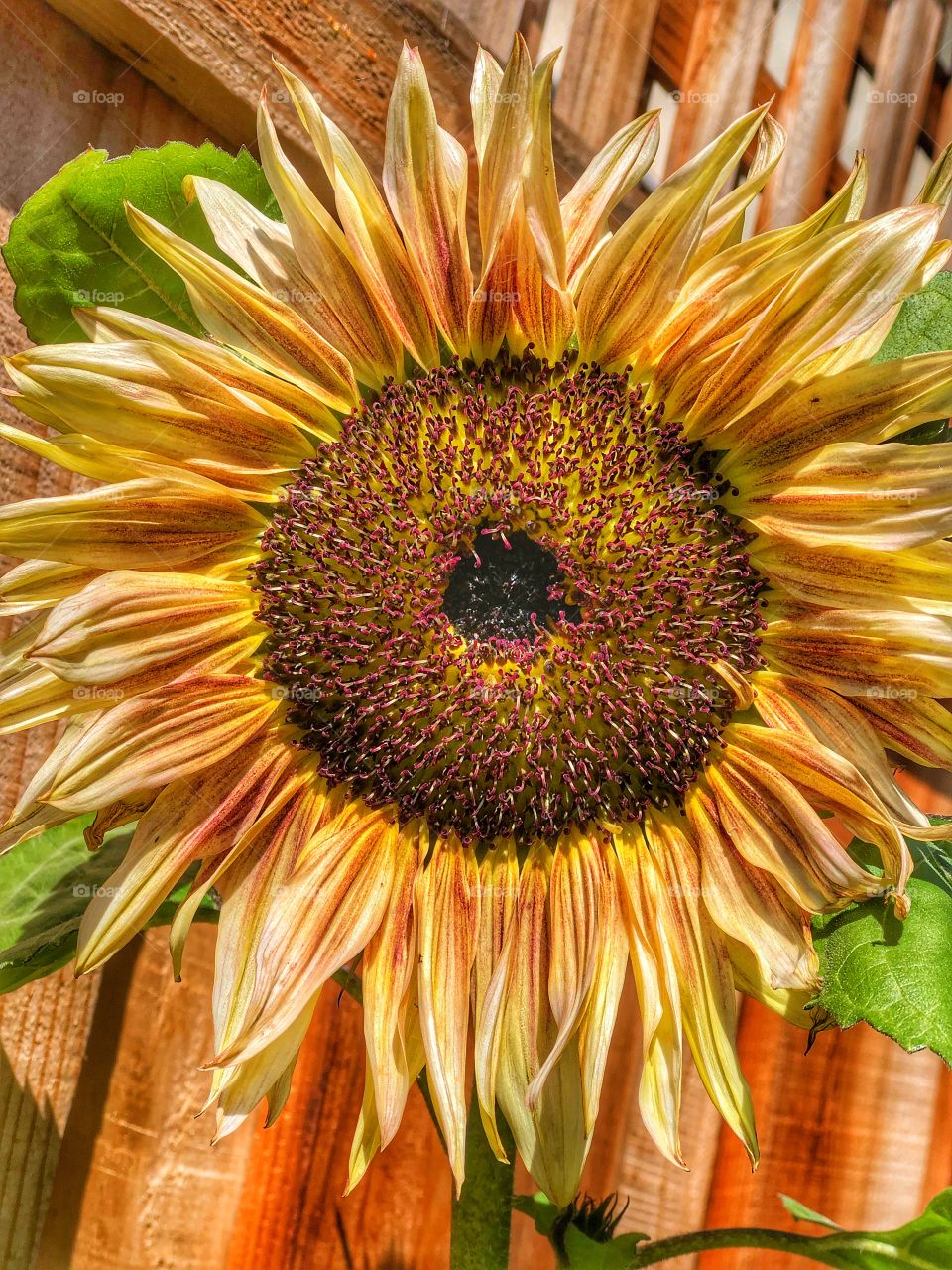A beautiful sunflower basking in the sun.