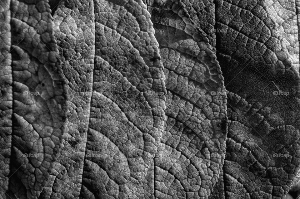 Texture, Pattern, Nature, Abstract, Desktop