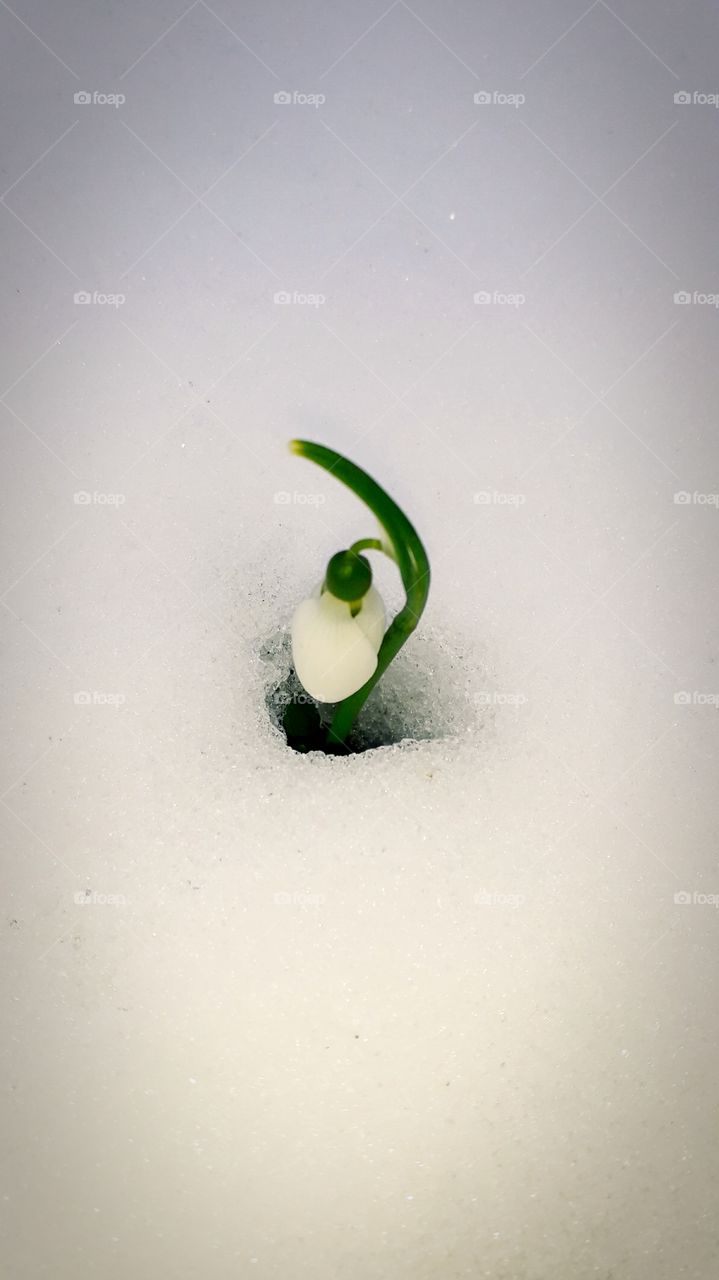 snowdrop