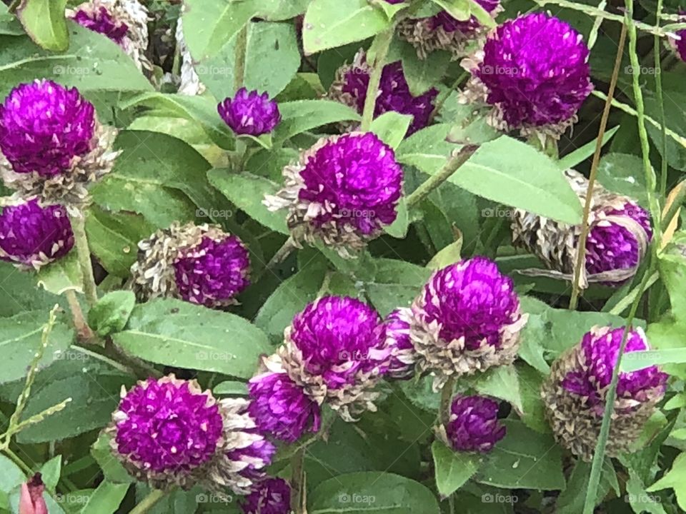 Pretty purple flowers in bloom