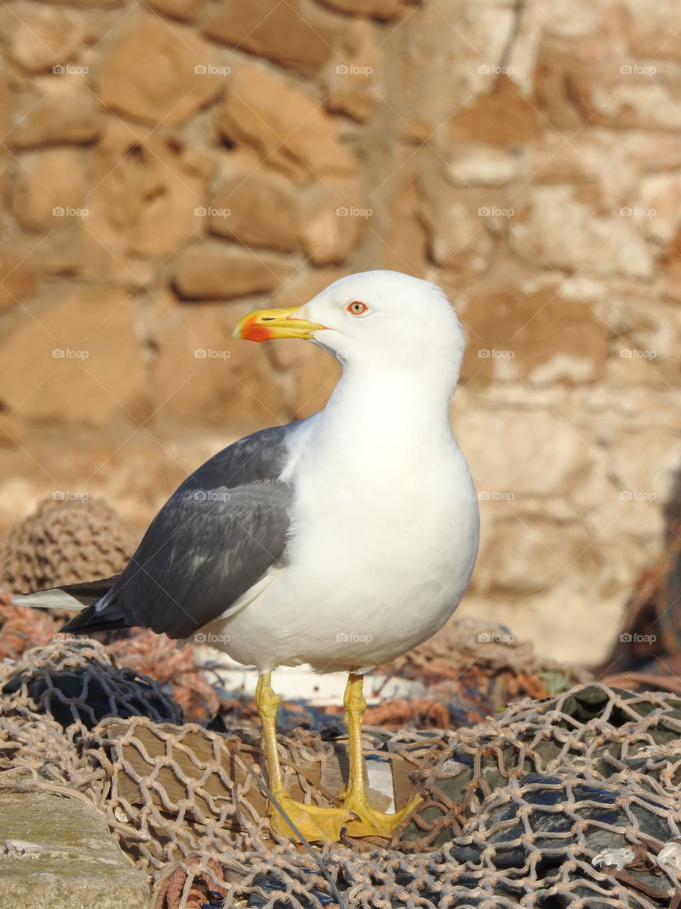 Seagull 