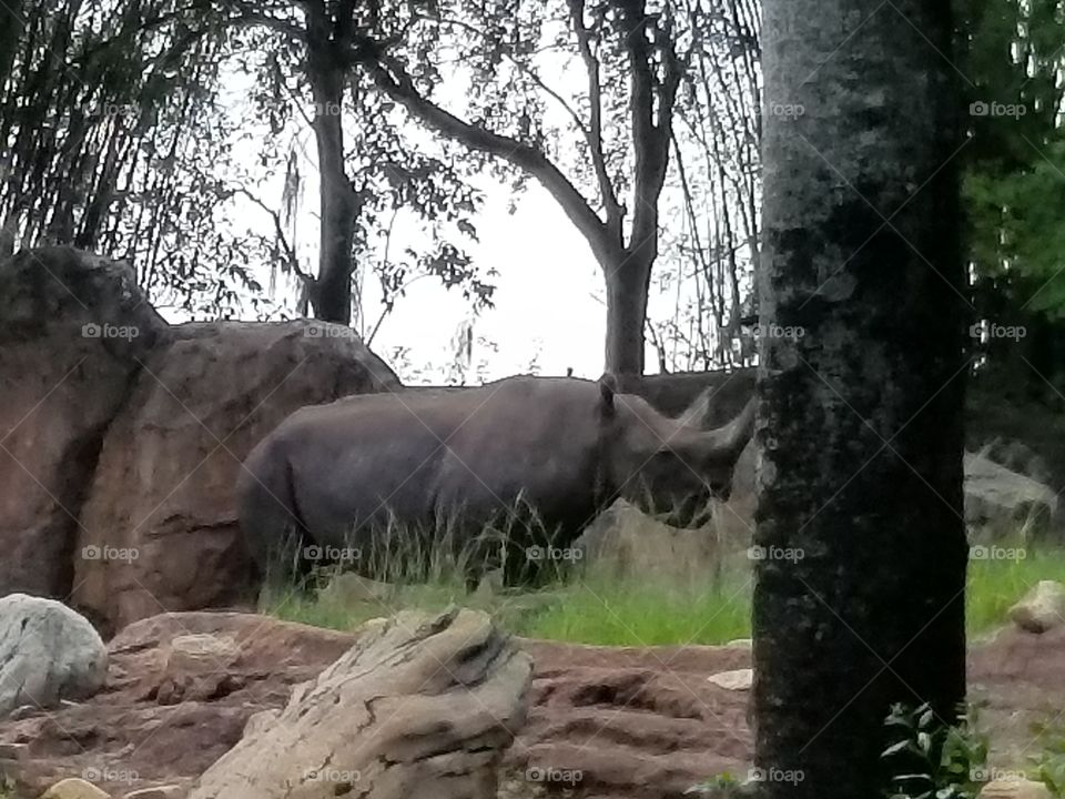 A rhino relaxes by the rocks.