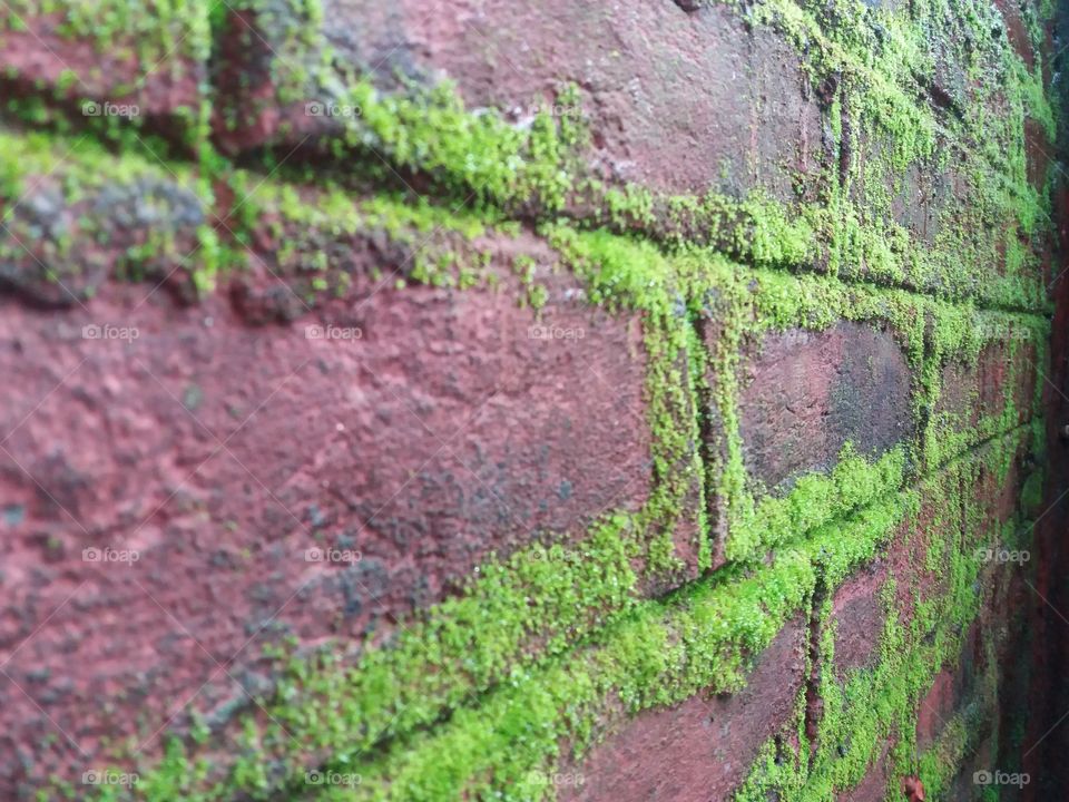 Moss grows on wall.