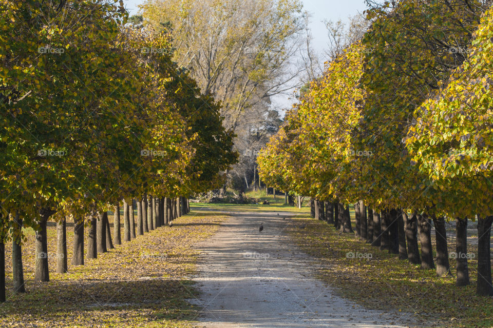 rural path between yellow trees