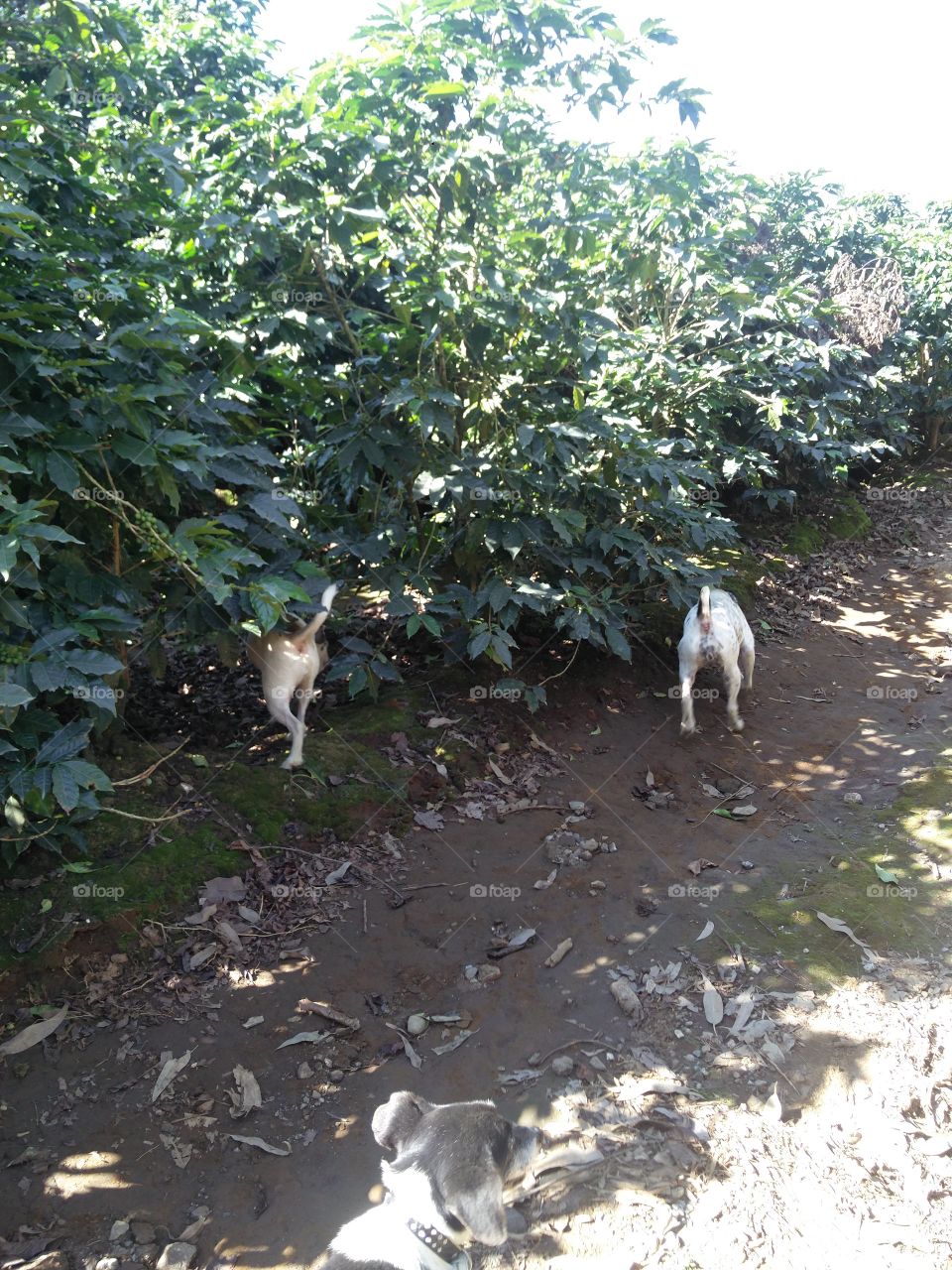 dogs playing on the coffee