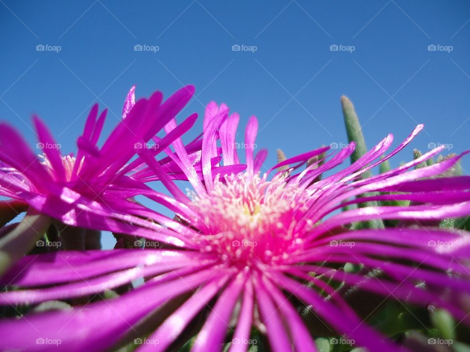 Close-up of pink flower against blue sky