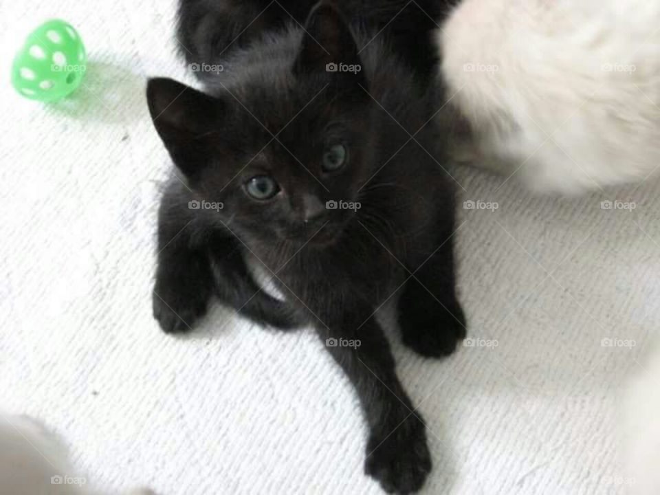 Black kitten fuzzball