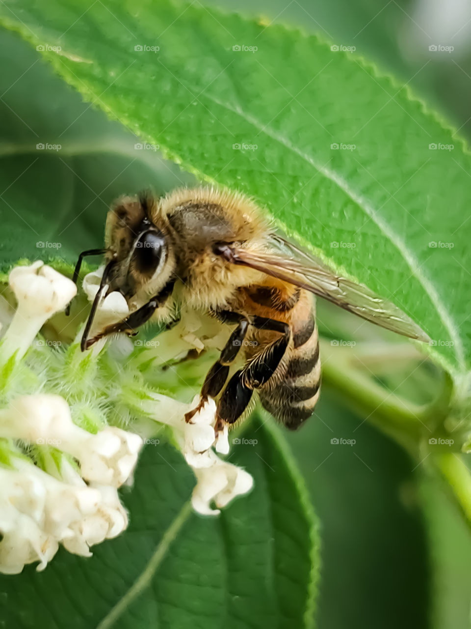 Macro of a Honeybee pollinating a tiny white sweet almond verbena cluster flower.