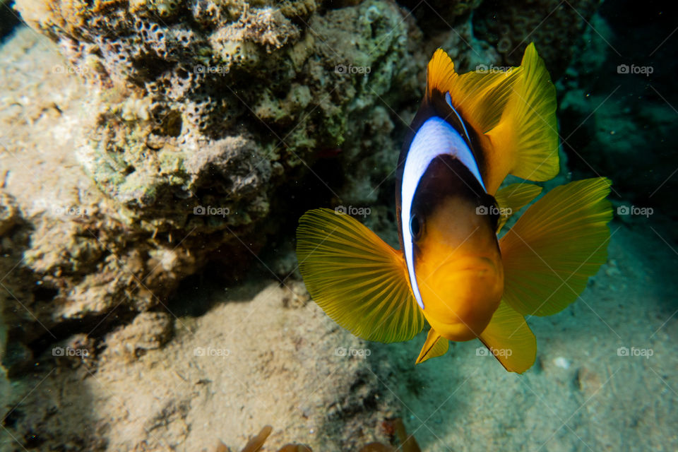 Clownfish in the Red Sea Colorful and beautiful , Eilat Israel a.e