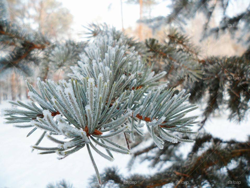 a branch of spruce in frost, winter 2017