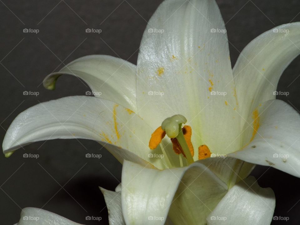 Easter lily 