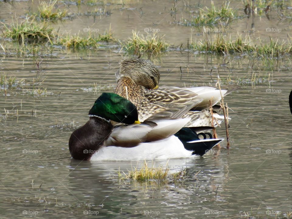 Ducks swimming in lake