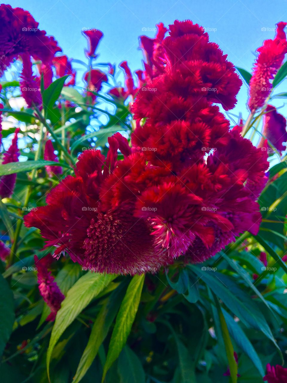 Rooster Cone in full bloom