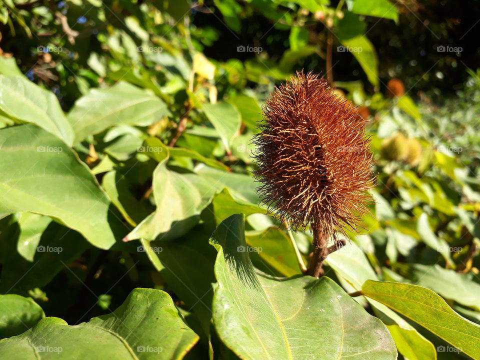 Bixa orellana Urucum