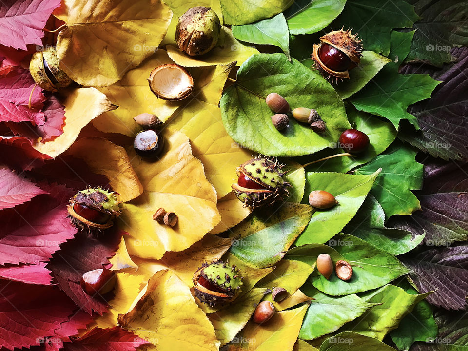 Bright background made of Chestnuts and acorns on colorful autumn fallen leaves 