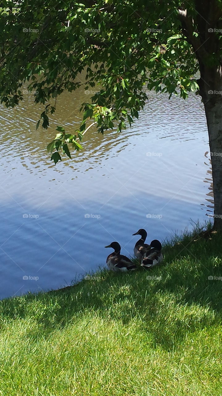 tree little ducks. ducks