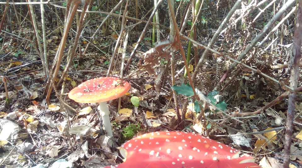 fly agaric