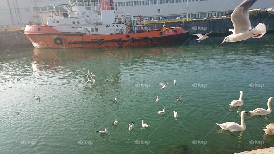 ships, port, birds, seagulls in sea, swans swimming, motion fly 3