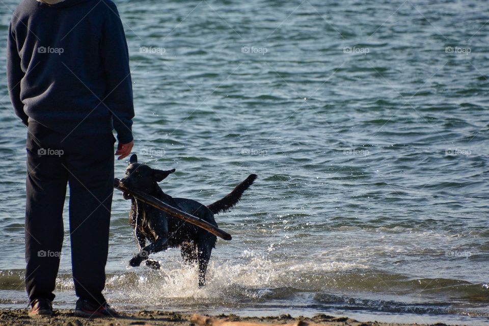 Dog playing in the ocean