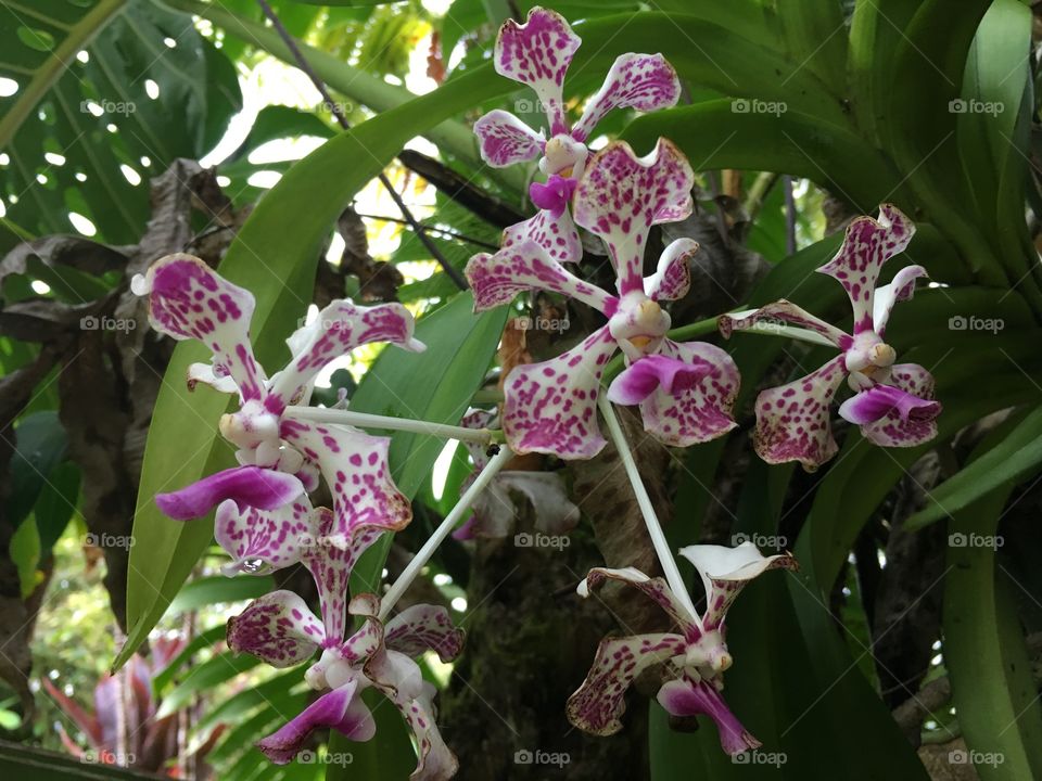 White orchid with purple spots