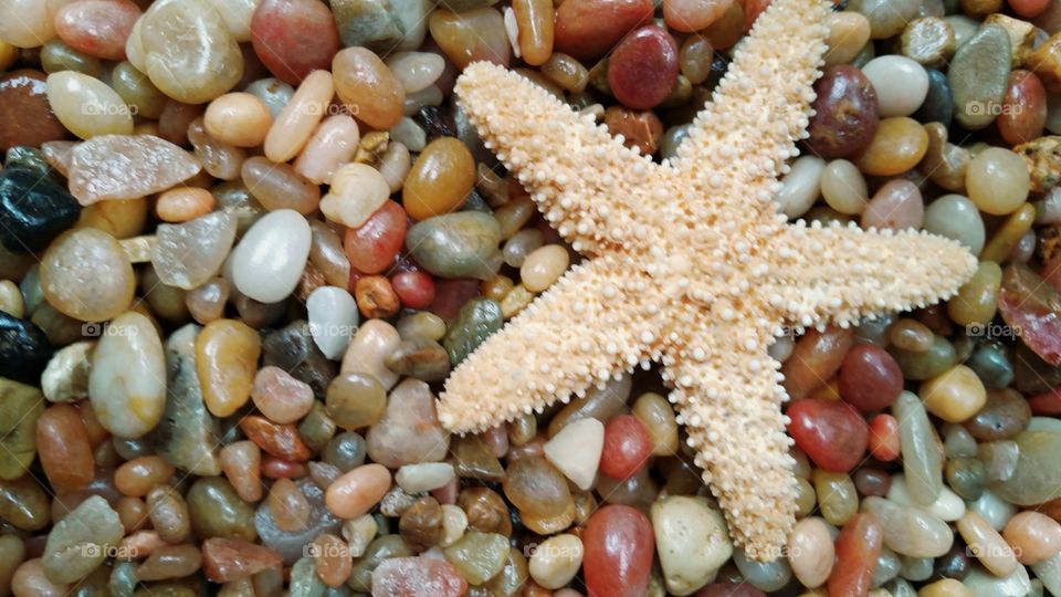 Starfish on shiny pebbles.