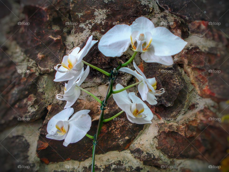 orquídeas brancas