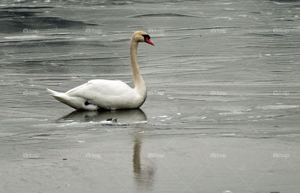 Cold swan