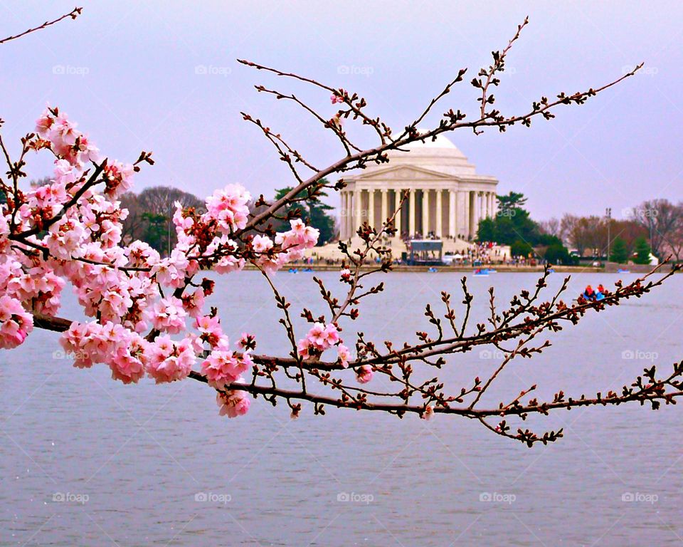 This is spring! Cherry Blossoms - Trees are blossoming and early flowers are pushing through the earth. The Lincoln Memorial can been seen through a flowering branch of a cherry tree