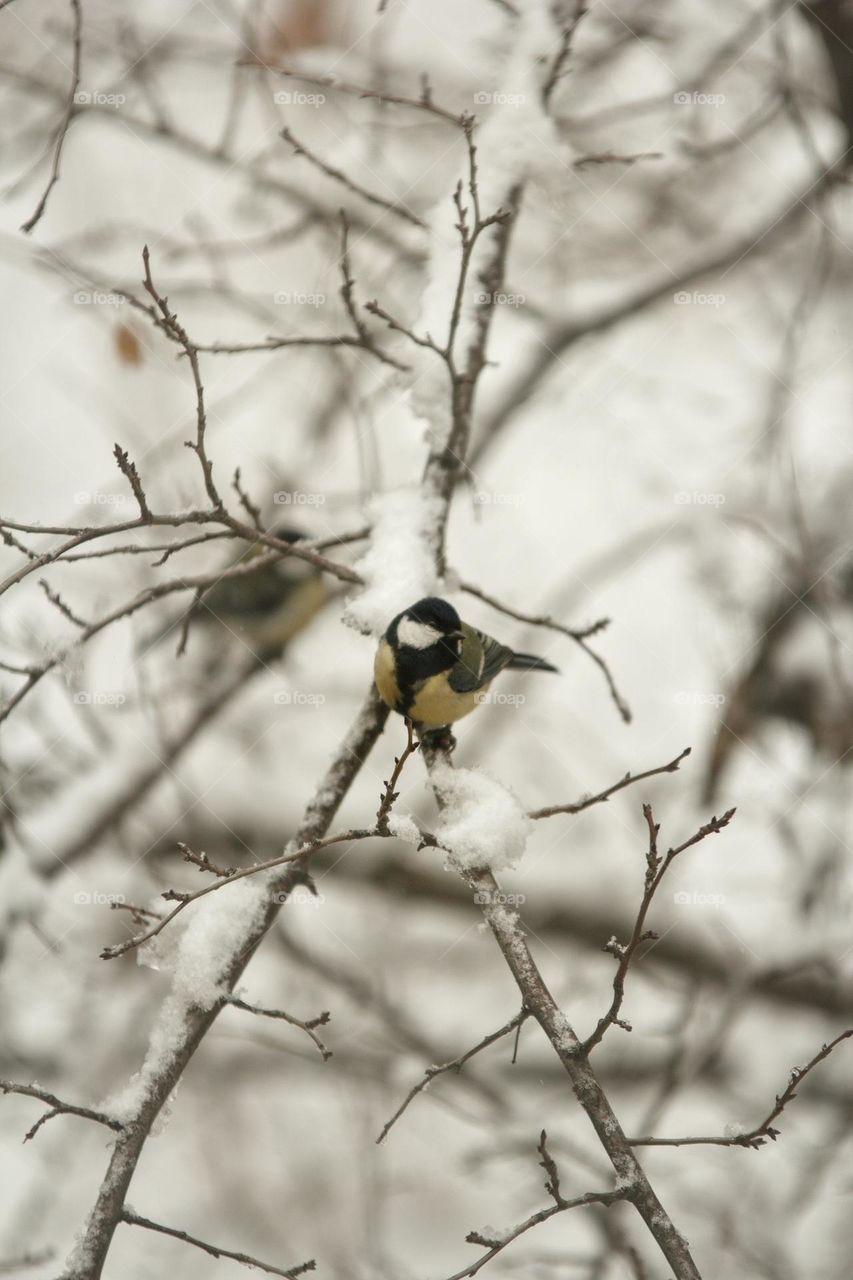 Tit in winter