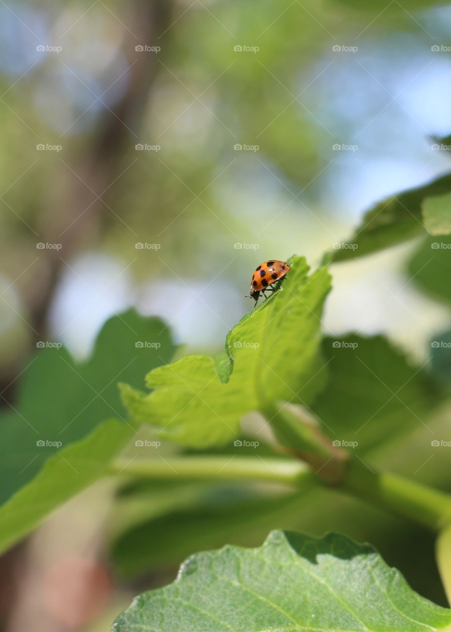 Life on a fig tree