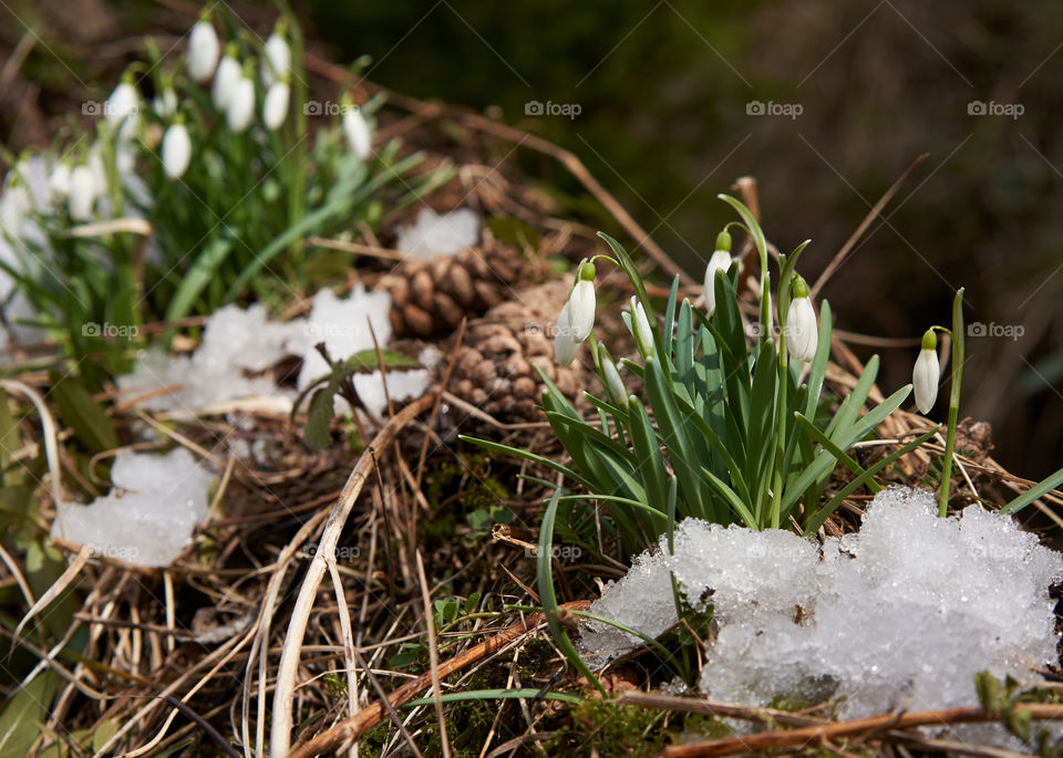 Gentle snowdrops flowering from the snow in the forest. 