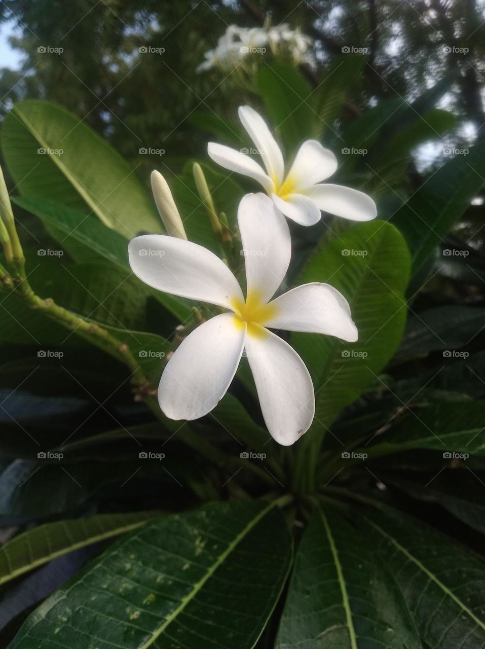 white flower seasonal fresh shurb small size looks very beautiful generally found everywhere