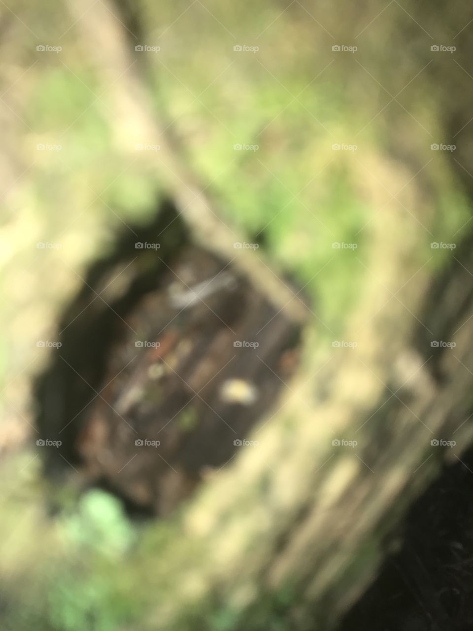 Intérieur d’un arbre 